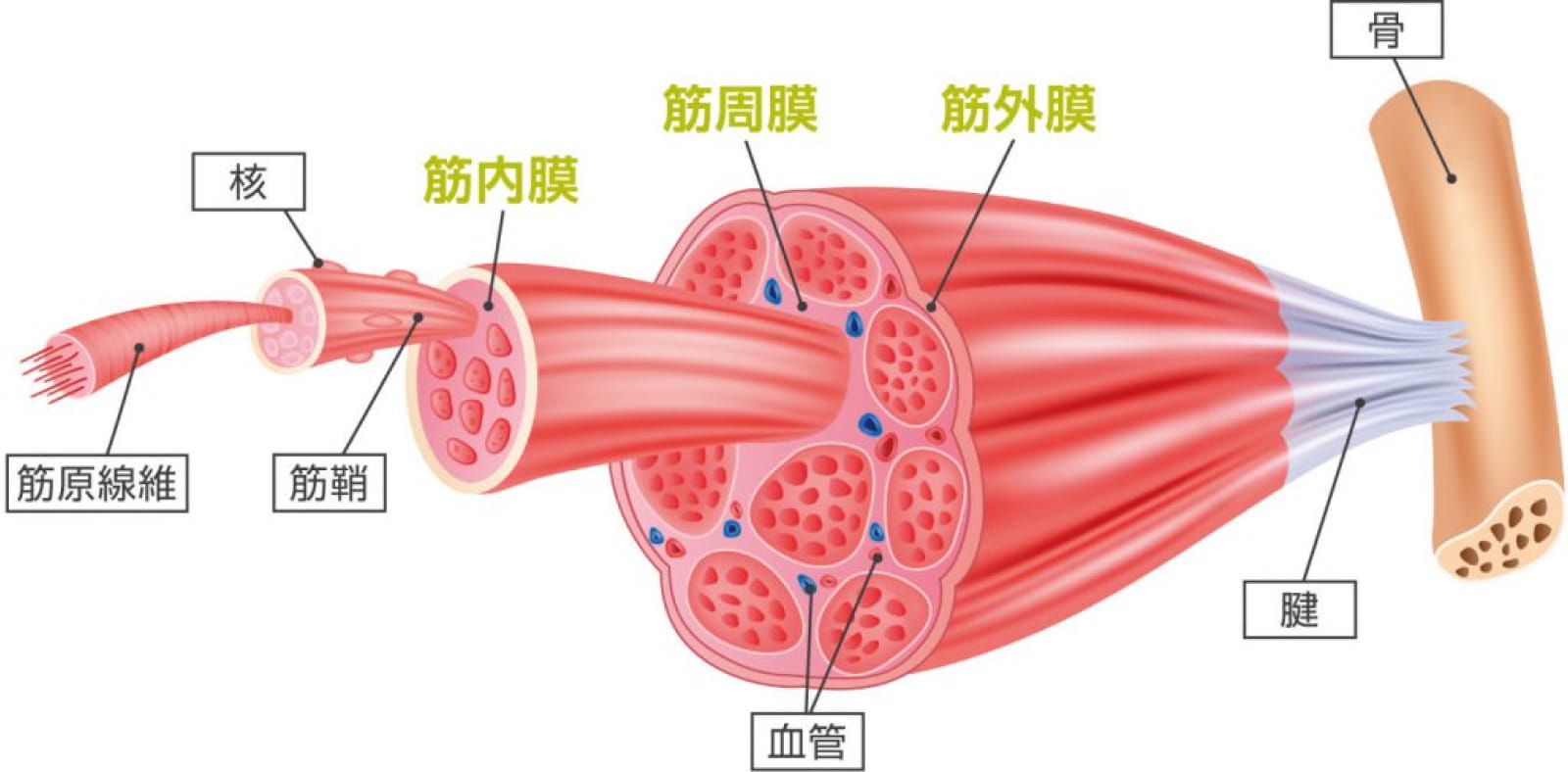 筋膜の画像